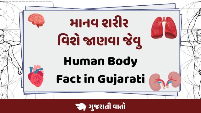 human body Fact in Gujarati